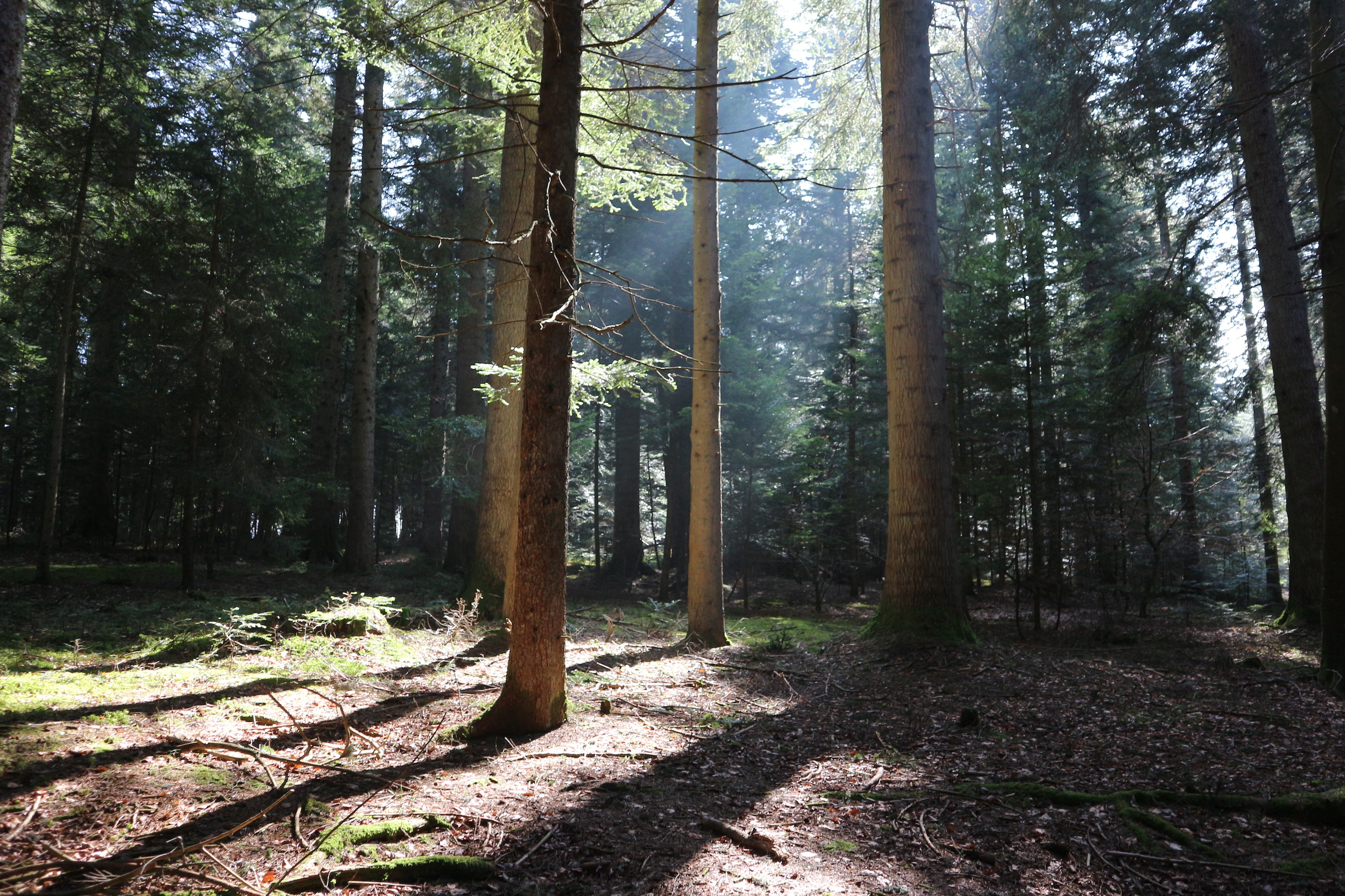 Forêt boisée avec la lumière du soleil traversant les arbres.

Wooded forest with sunlight shining through the trees.