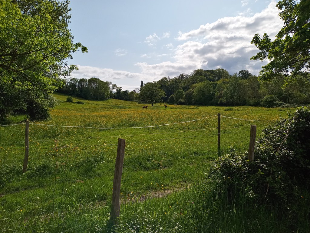 Arbre au bord du sentier GR22 en France.

Tree beside the GR22 trail in France.